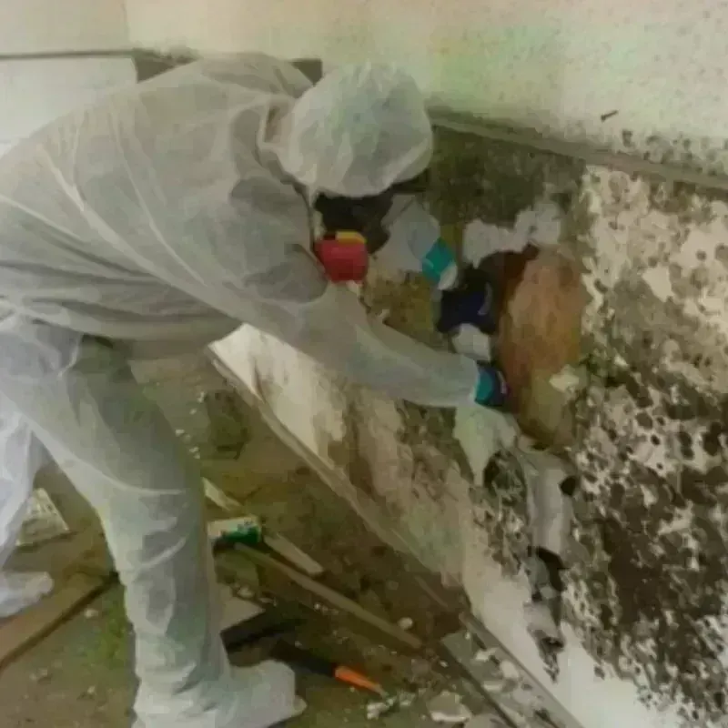 Mold Remediation and Removal in Edwardsville, IL